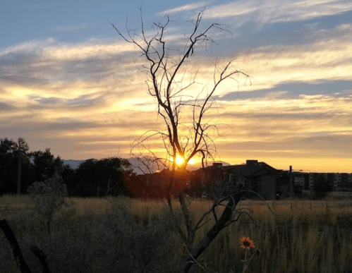 A sunset behind a barren tree, with golden skies and a hint of a building in the background.
