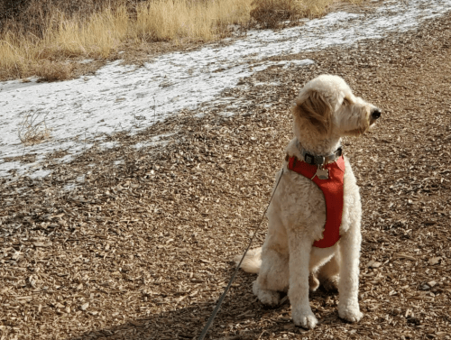 A fluffy dog in a red harness sits on a gravel path, surrounded by dry grass and a hint of snow.