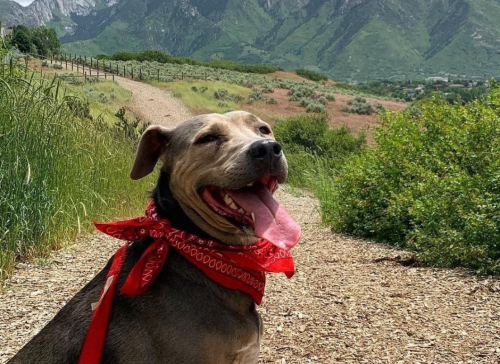 A happy dog wearing a red bandana stands on a trail with mountains and greenery in the background.