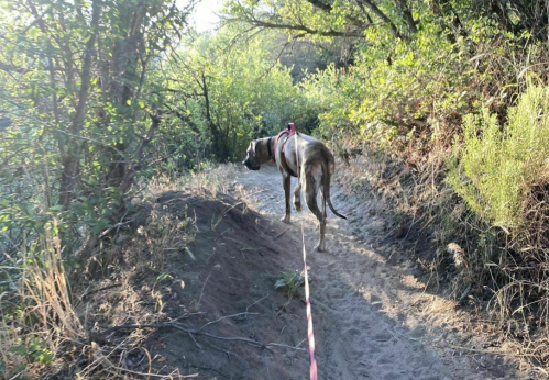 A dog on a leash walks along a sandy path surrounded by greenery in a sunlit forest.
