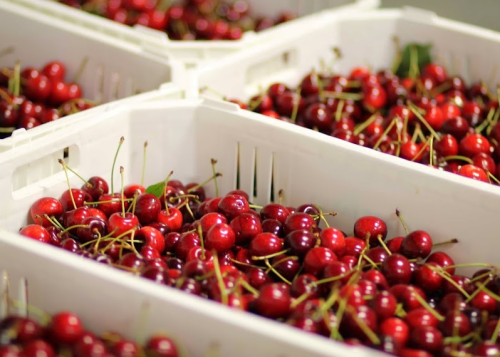 Baskets filled with fresh, vibrant red cherries arranged neatly.