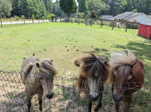 Three ponies with flowing manes stand by a fence in a grassy field, surrounded by trees and a house in the background.