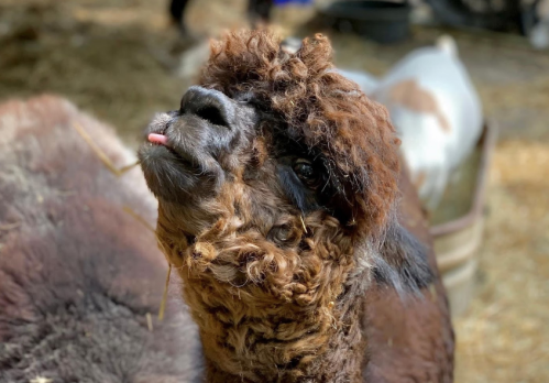 A close-up of a fluffy brown alpaca with a curious expression, set against a blurred background of straw and other animals.