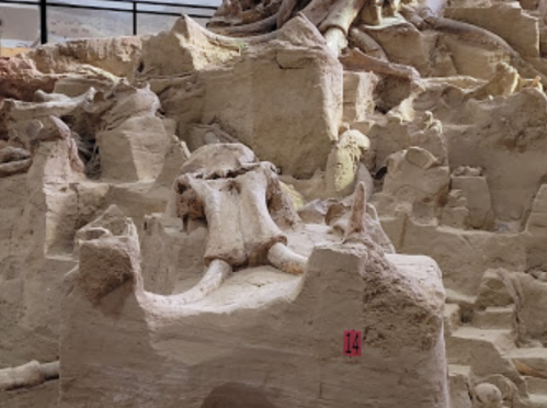 Fossilized dinosaur bones embedded in rock, with a red marker labeled "14" visible in the foreground.