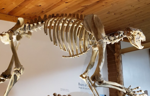 A mounted skeleton of a bear displayed in a museum, showcasing its ribcage and limbs against a wooden backdrop.