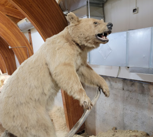 A mounted bear standing on its hind legs, showcasing its teeth in a natural history exhibit.