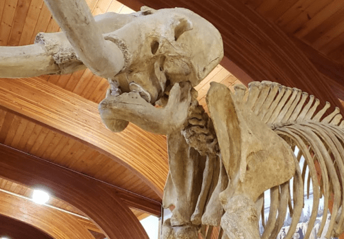 A close-up of a mammoth skeleton, showcasing its large skull and tusks against a wooden ceiling.