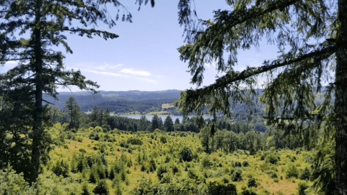 A scenic view of a lush green landscape with trees, hills, and a lake under a clear blue sky.