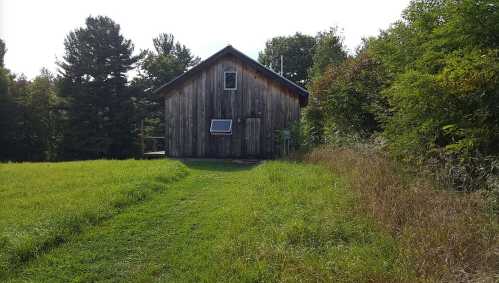 A rustic wooden cabin surrounded by greenery and tall grass, with trees in the background under a clear sky.