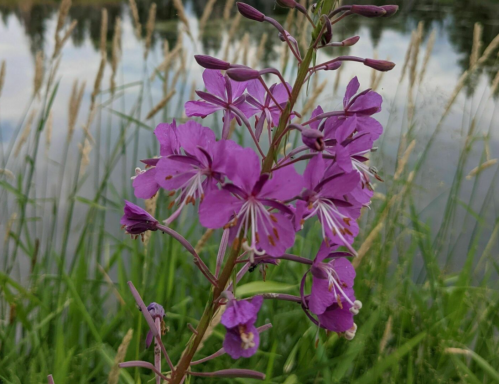 A close-up of vibrant purple flowers against a backdrop of green grass and a calm water surface.