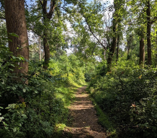 A serene forest path surrounded by lush greenery and tall trees under a bright blue sky.