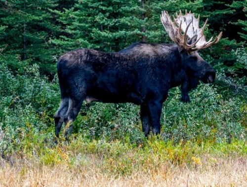 A large moose stands in a grassy area surrounded by dense green foliage and trees.