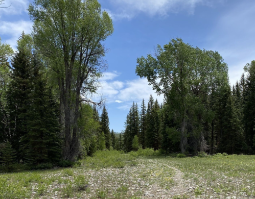 A serene forest scene with tall trees and a clear blue sky, featuring a grassy path leading into the woods.