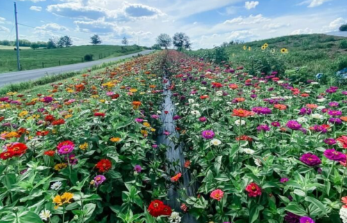 A vibrant field of colorful flowers stretches along a rural road under a bright blue sky with fluffy clouds.