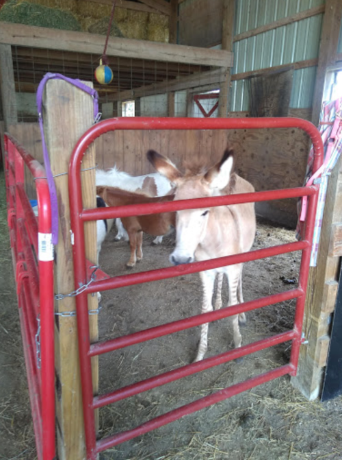 A light brown donkey stands in a pen with a red gate, surrounded by other animals in a barn setting.