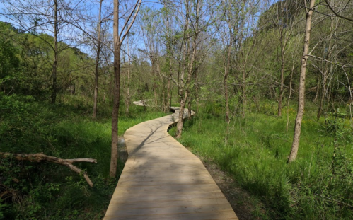 A winding wooden path through a lush green forest with trees and underbrush on either side.