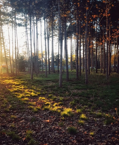 Sunlight filters through tall trees in a serene forest, casting warm light on the grassy ground.
