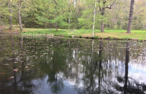 A serene pond surrounded by trees, with lily pads floating on the water's surface reflecting the greenery.