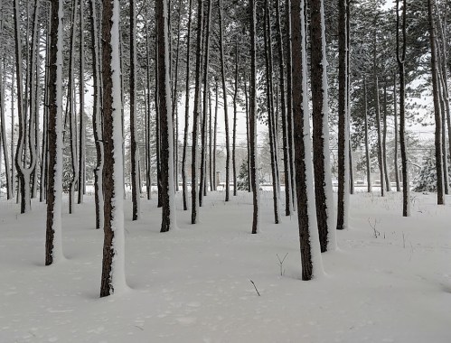 A snowy forest with tall pine trees, creating a serene and tranquil winter landscape.