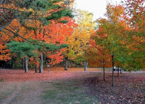 A vibrant autumn scene with trees displaying red, orange, and yellow leaves, covering the ground in a colorful carpet.