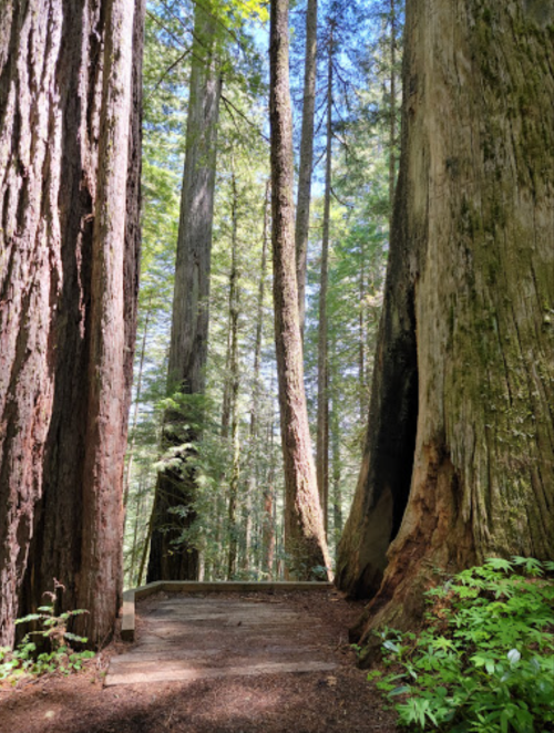 A serene forest path surrounded by towering redwood trees and dappled sunlight filtering through the leaves.
