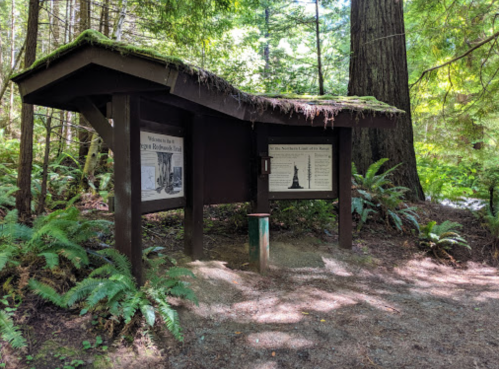 A wooden information kiosk in a forest, surrounded by ferns, with signs about the area and a moss-covered roof.