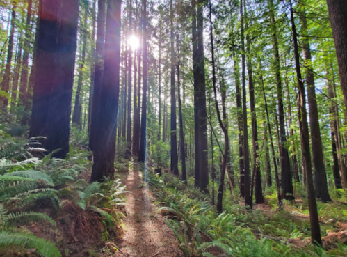 Sunlight filters through tall trees in a lush forest, illuminating a winding path surrounded by ferns.