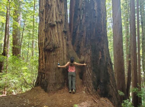 A person stands with arms outstretched, embracing a massive redwood tree in a lush forest.