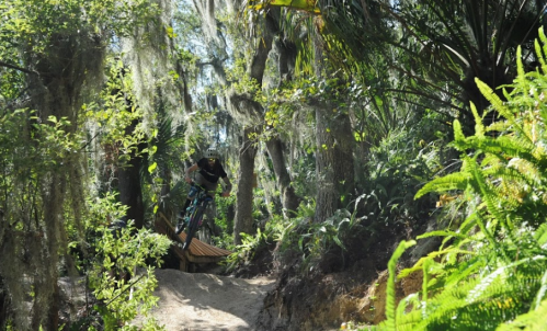 A mountain biker jumps off a wooden ramp in a lush, green forest surrounded by trees and ferns.