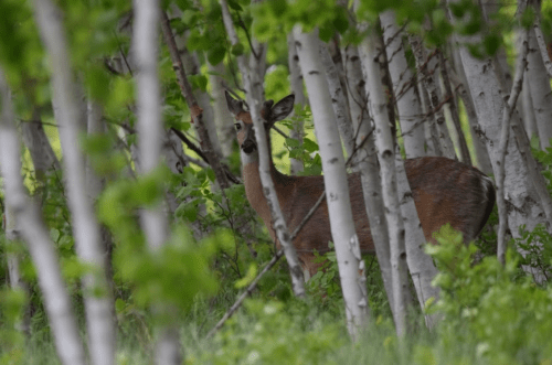 A deer partially hidden among green foliage and slender white trees in a natural setting.
