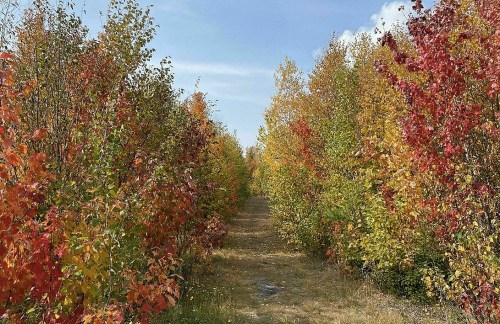 A scenic pathway lined with vibrant autumn trees in shades of red, orange, and yellow under a clear blue sky.