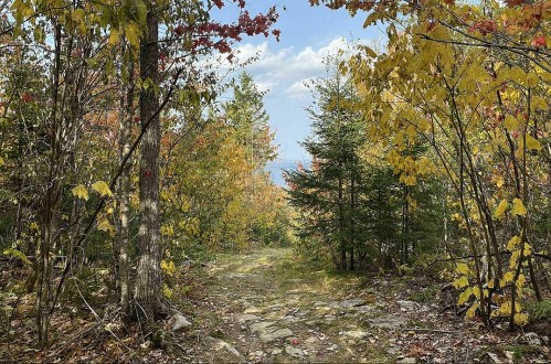 A scenic forest path lined with colorful autumn leaves, leading to a distant view of hills under a blue sky.