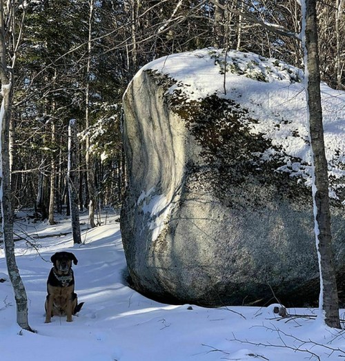 A dog stands beside a large boulder in a snowy forest, surrounded by trees.