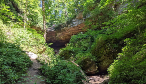 A lush green forest with rocky cliffs and a narrow path leading through dense foliage and sunlight filtering through trees.