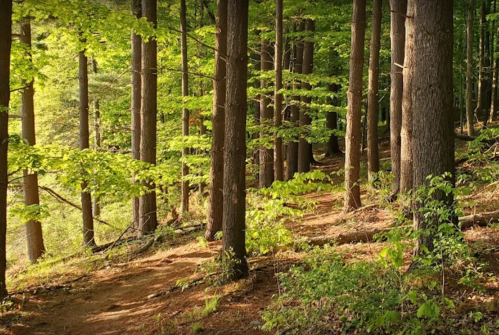 A serene forest scene with tall trees and a winding dirt path surrounded by lush green foliage.
