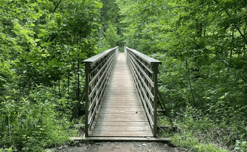 A wooden bridge surrounded by lush green trees in a serene forest setting.