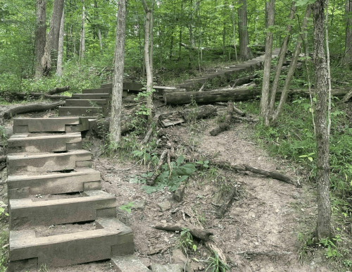 Wooden steps lead up a forested path, surrounded by greenery and fallen logs.