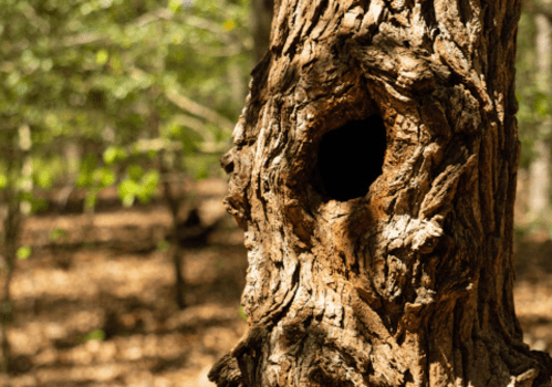 A close-up of a tree trunk with a large hollow, surrounded by a blurred forest background.