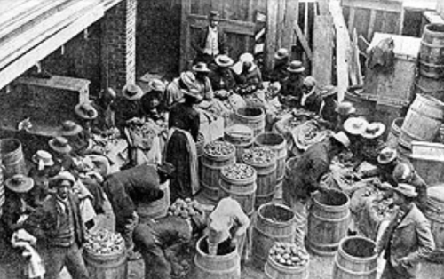 A historical black-and-white image of workers sorting fruits in a warehouse, surrounded by barrels and crates.