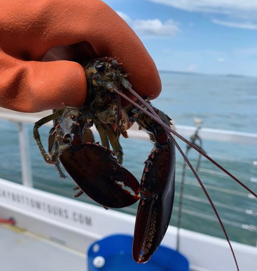 A hand holding a live lobster against a backdrop of water and sky.