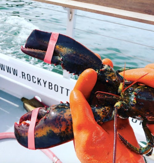 A person holds a lobster with rubber bands on its claws, on a boat with a visible logo in the background.