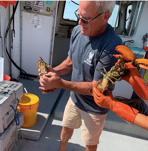 A person on a boat holds two lobsters while wearing orange gloves, with fishing gear and a bucket in the background.
