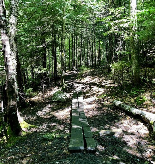 A narrow wooden path through a lush green forest, surrounded by trees and dappled sunlight.