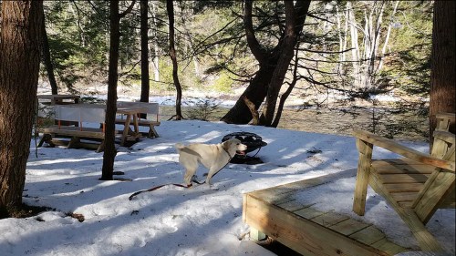 A dog walks on snowy ground near a river, surrounded by trees and outdoor furniture.
