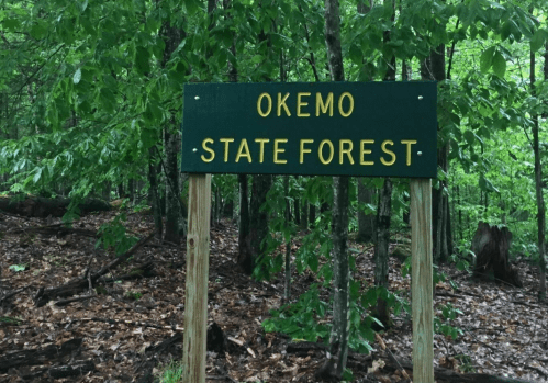 Sign for Okemo State Forest surrounded by lush green trees and forest floor covered in leaves.