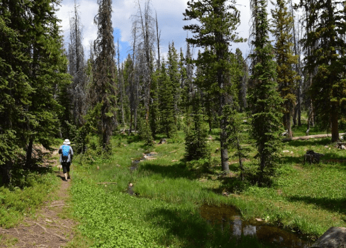 A hiker walks along a trail in a lush forest with tall trees and a small stream, under a partly cloudy sky.
