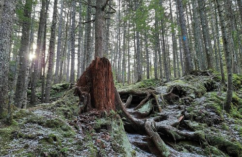 A sunlit forest scene featuring a large tree stump surrounded by moss-covered ground and tall trees.