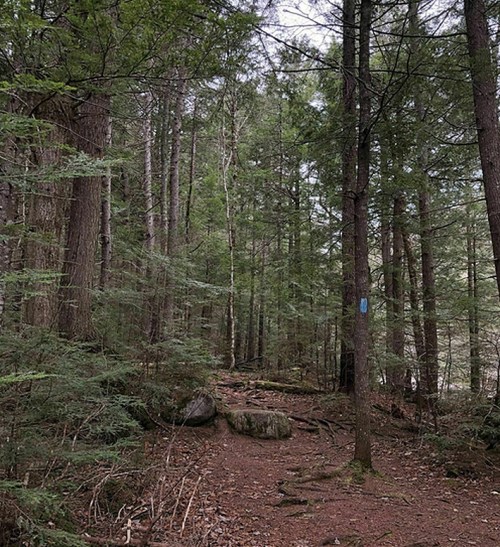 A serene forest path surrounded by tall trees and scattered rocks, with a hint of sunlight filtering through the foliage.