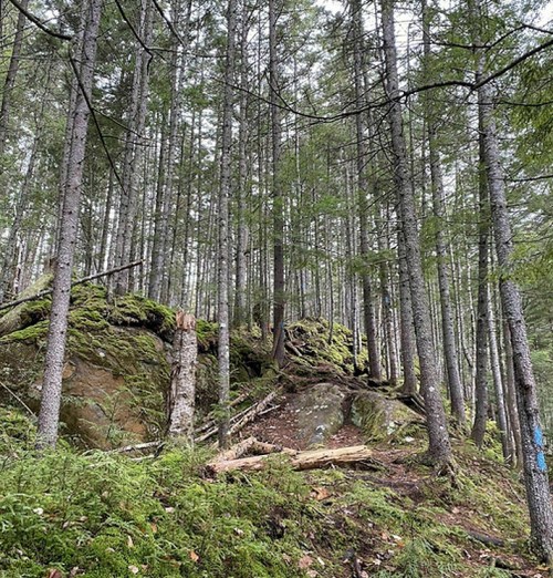 A dense forest with tall trees, moss-covered rocks, and fallen logs on the forest floor.