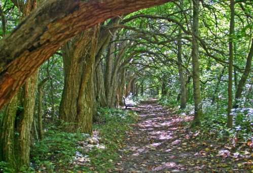 A serene forest path lined with trees, creating a natural archway of branches and lush greenery.